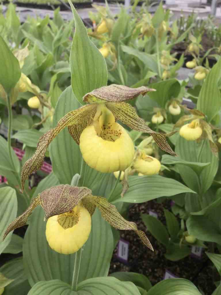 Cypripedium 