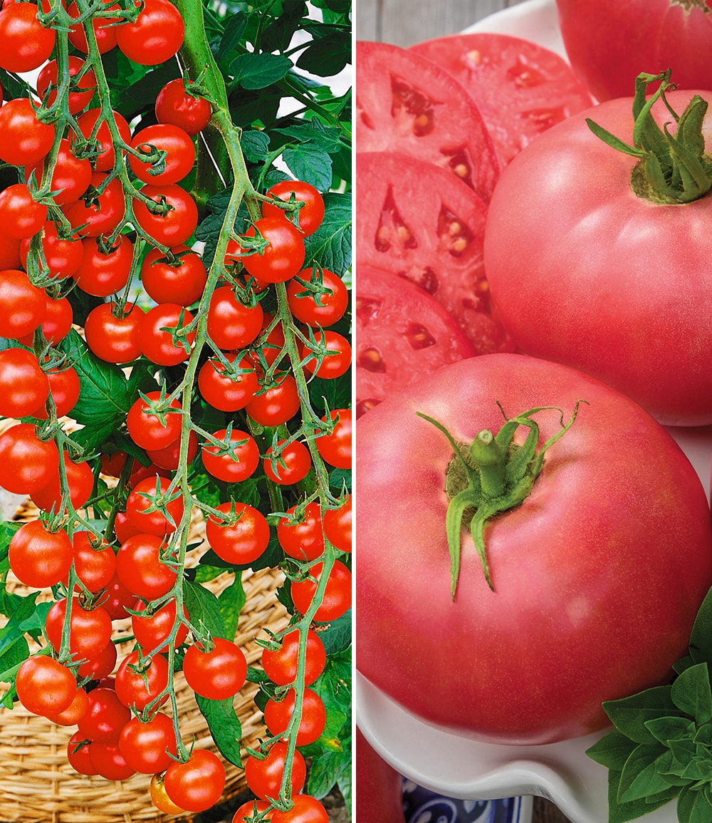 Tomaten-Kollektion 'La sélection du Chef®'