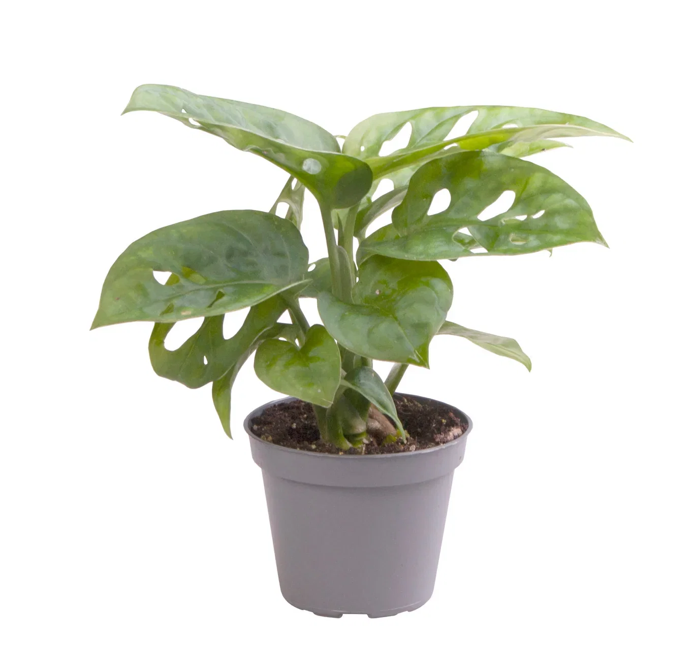 Monstera adansonii Monstera adansonii Høyde 10 cm
