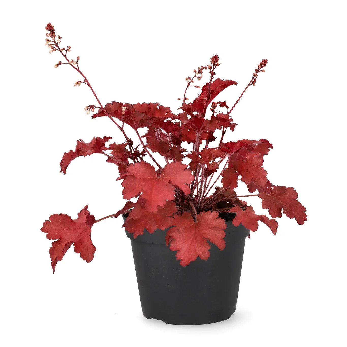 Heuchera Alunrot Ø15 cm