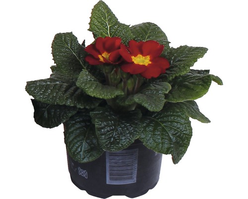 Kussensleutelbloem FloraSelf Primula acaulis Ø 11 cm pot willekeurige variëteitselectie