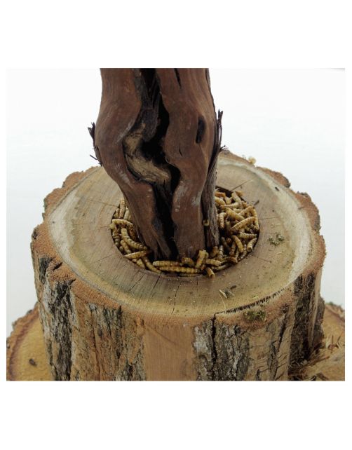 Esve Scharrelboom Krielkip - Broedartikelen - 60 cm