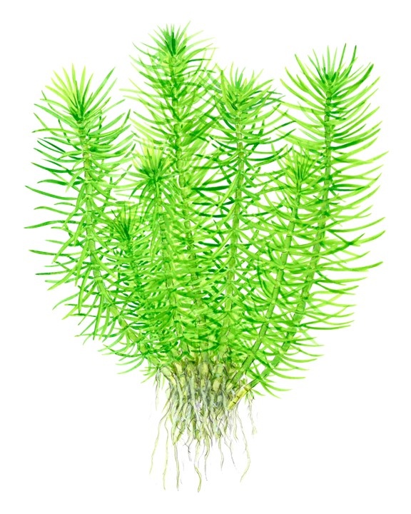 Waterplant Pogostemon Deccanensis