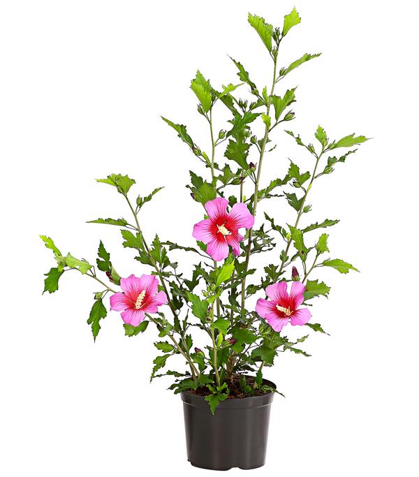 Hibiskus 'Silke' - Garten-Eibisch