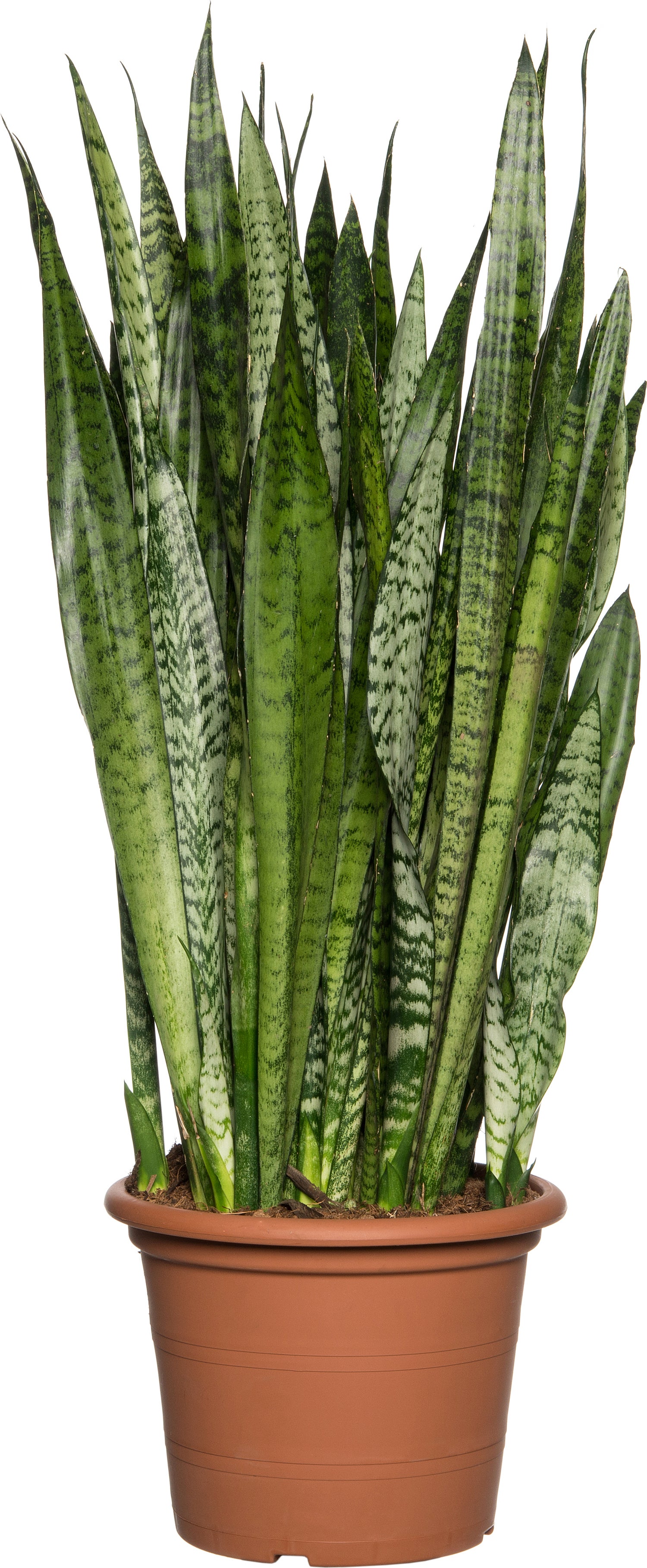 Vrouwentong (Sansevieria zeylanica) D 30 H 100 cm