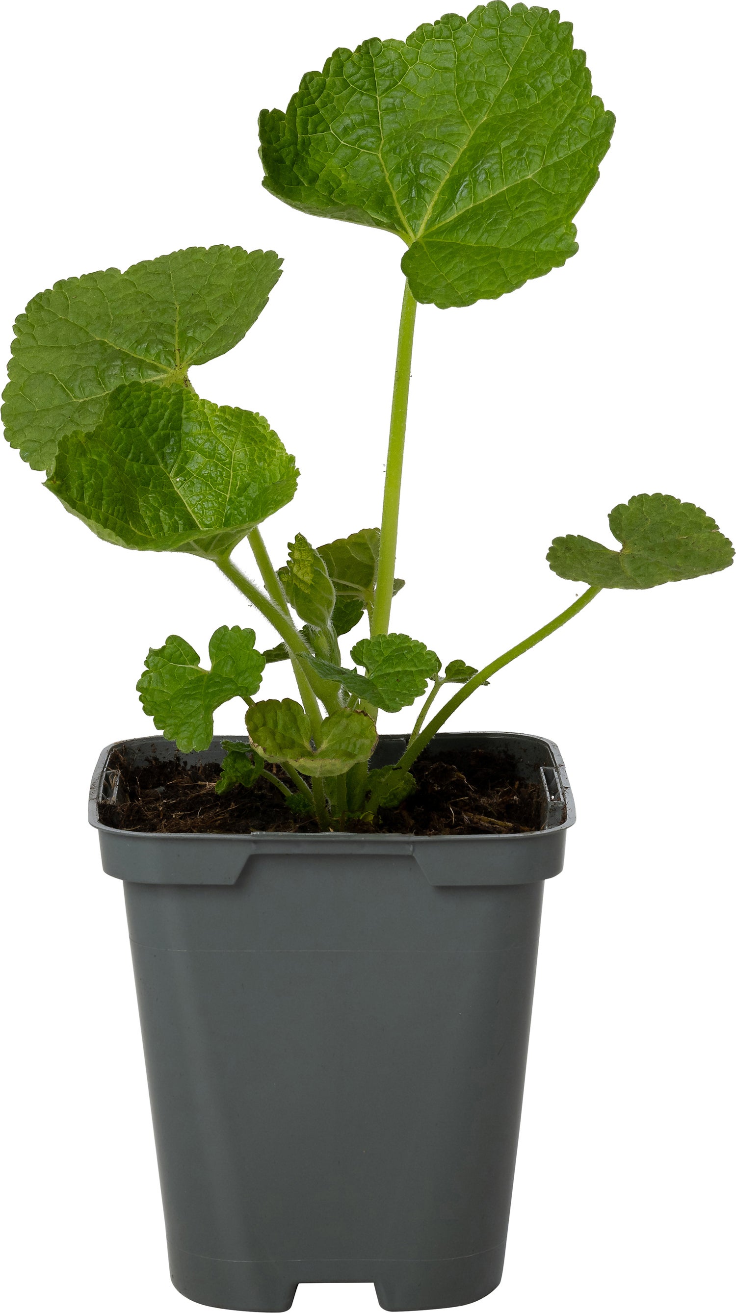 Stokroos (Alcea rosea 'Roseum') D 9 H 15 cm