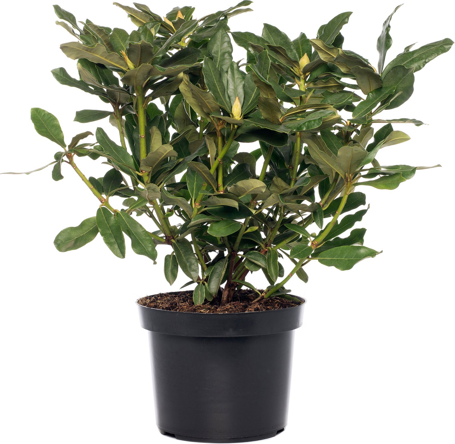 Rhododendron (Rhododendron 'Madame Masson') D 15 H 35 cm