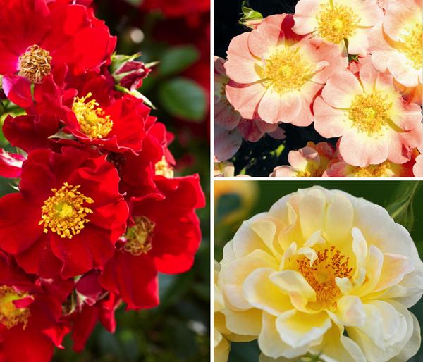 Rosen-Set Insektenfreundlich, 3-teilig