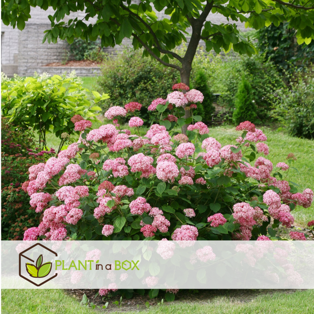 Hydrangea pink annabelle - hortensia - 2 pcs - rose - ⌀19 cm - hauteur 40-50 cm