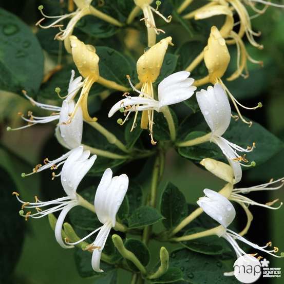 Lonicera variété classic- Pot 3L