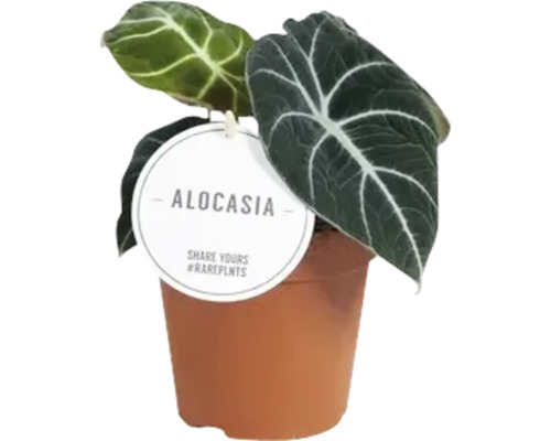 Alocasia MIX FloraSelf H 15-25 cm Ø 12 cm pot willekeurige variëteitselectie