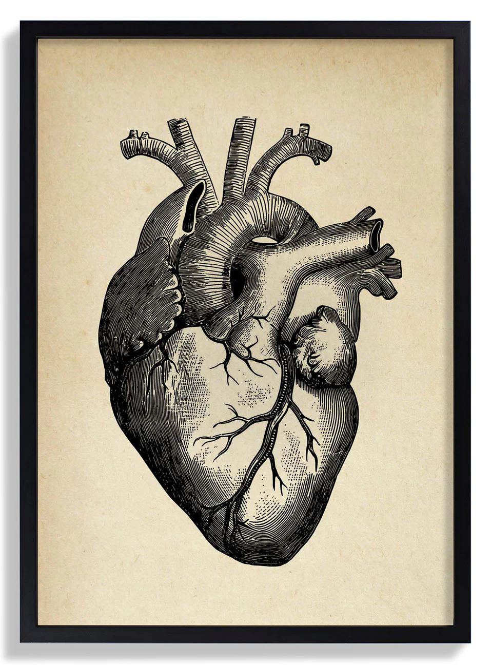 Anatomisches Herz