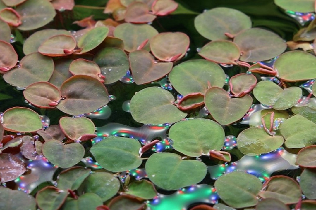 Waterplant Phyllanthus Fluitans