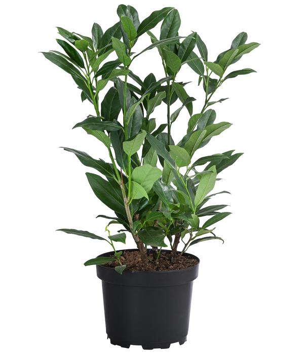 Kirschlorbeer 'Herbergii'