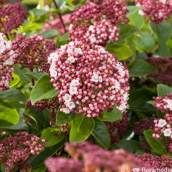 Viburnum tinus 'Lisarose'® : pot 10L