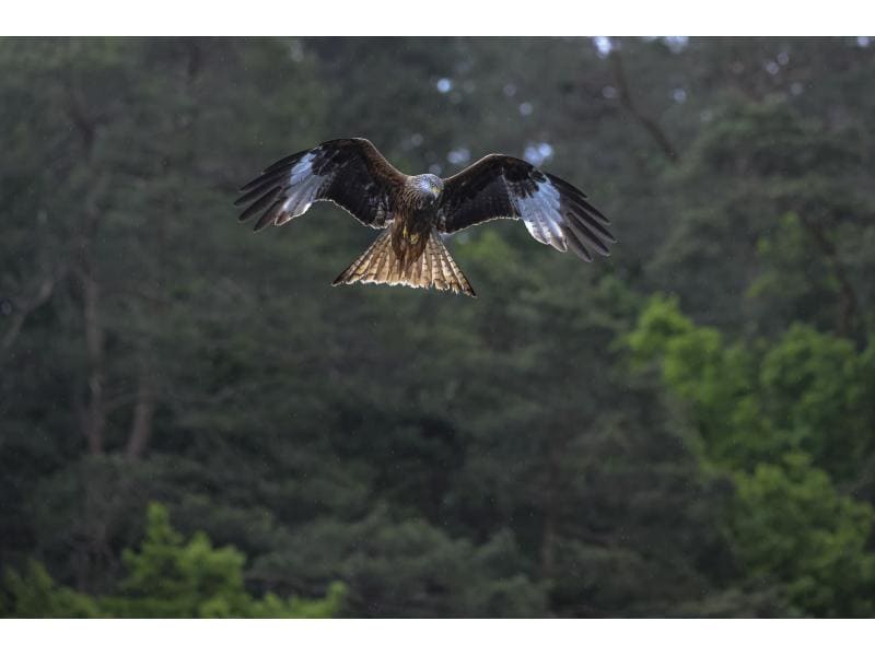 Canon Zoomobjektiv RF 100-500mm F/4.5-7.1L IS USM Canon RF Kompaktes und leichtes Supertele-Objektiv für Sport- und Wildlife-Aufnahmen