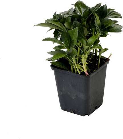 Dikkemanskruid (Pachysandra terminalis 'Green Carpet') D 9 H 10 cm