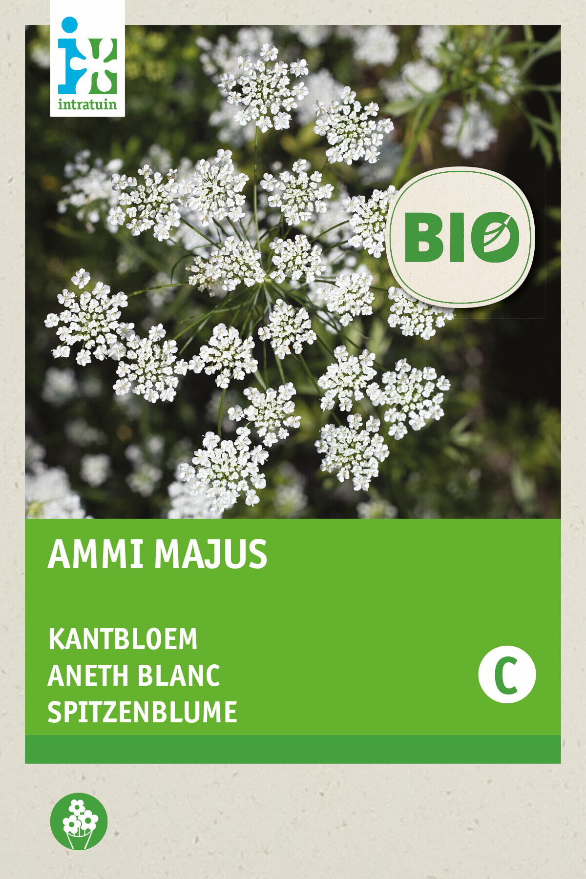 Intratuin Biologische bloemenzaad Groot Akkerscherm (Ammi majus)