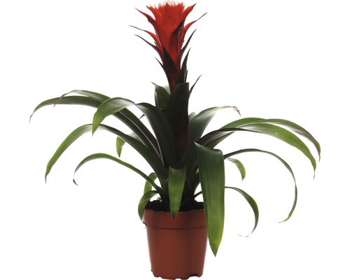 Bromelia FloraSelf Guzmania x Hybride 'Hope' H 45-55 cm Ø 12 cm pot
