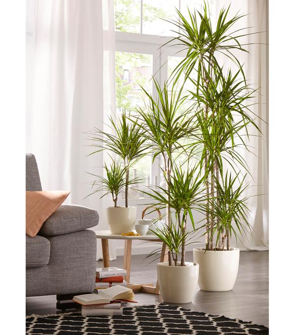 Drachenbaum - Dracaena marginata