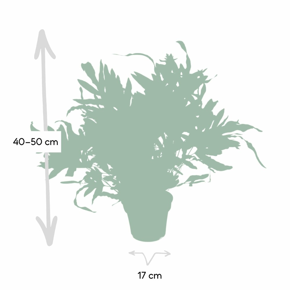 Plante d'intérieur - phlebodium blue star h50.0cm 50.0cm