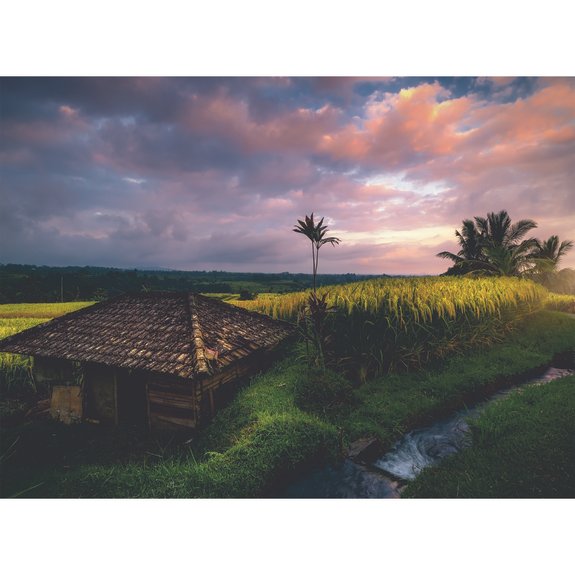 Puzzle 500 pièces Rizières de Bali