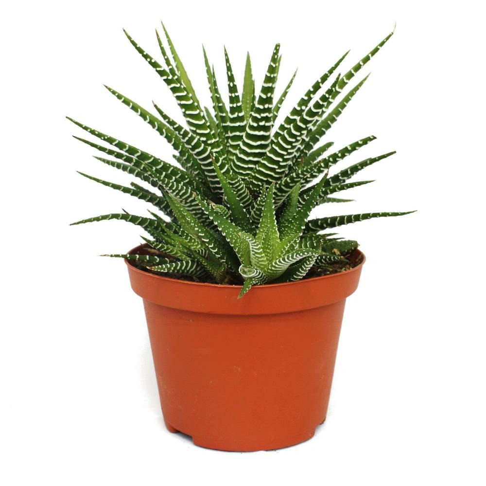 Haworthia fasciata 