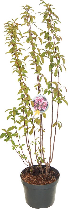 Sneeuwbal (Viburnum bodnantense 'Charles Lamont') D 23 H 60 cm