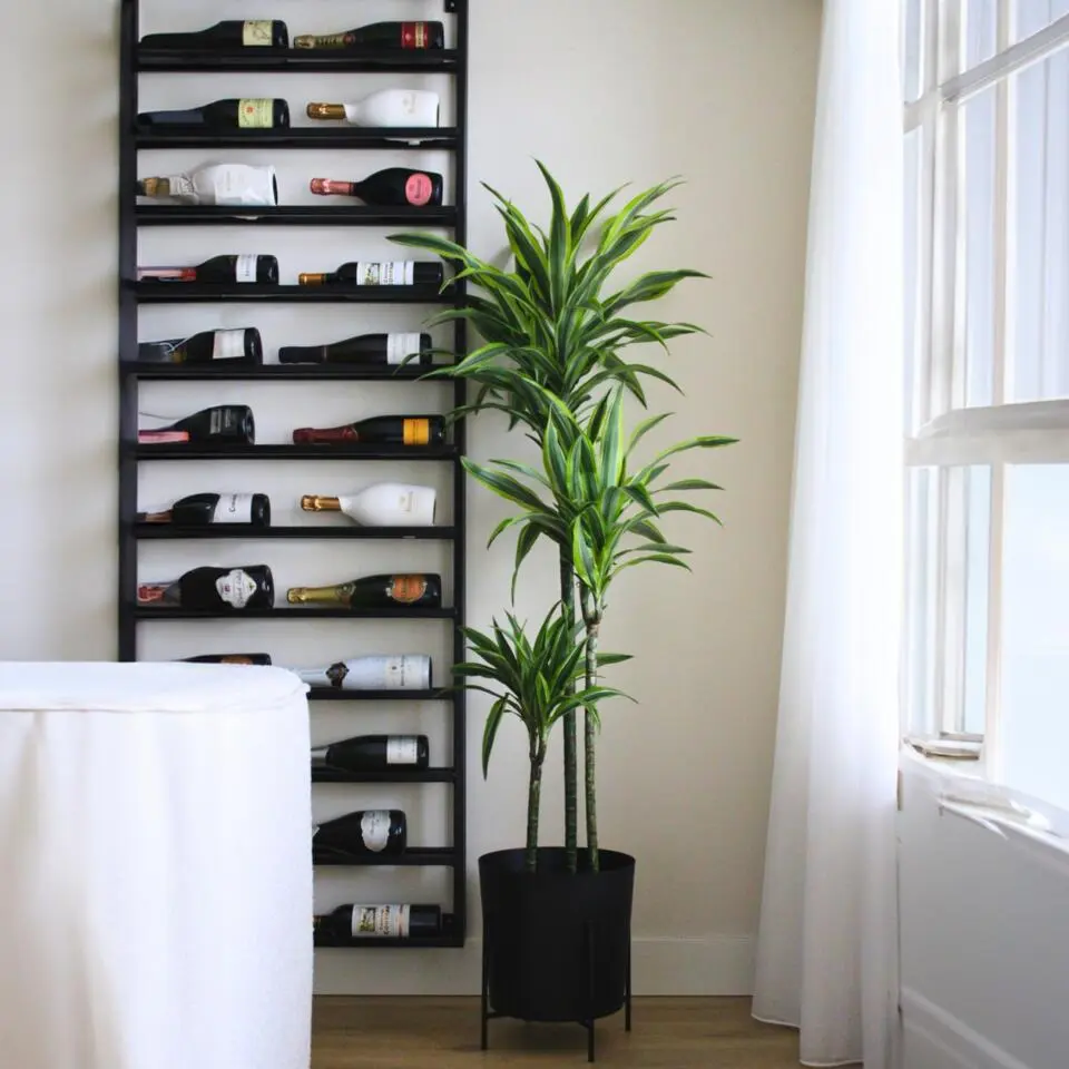 Drakenbloedboom - Dracaena 'Lemon Lime' - Hoogte 130-140cm - ⌀24cm