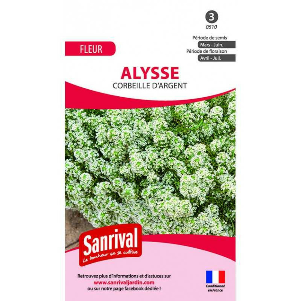 Graines alysse corbeille d'argent