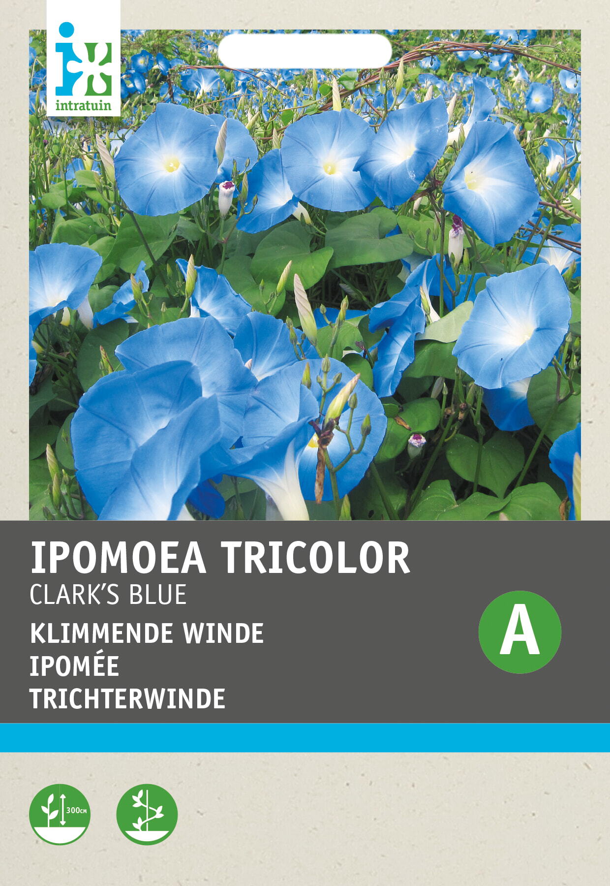 Intratuin bloemenzaad Winde (Ipomoea tricolor 'Clarks Blue')
