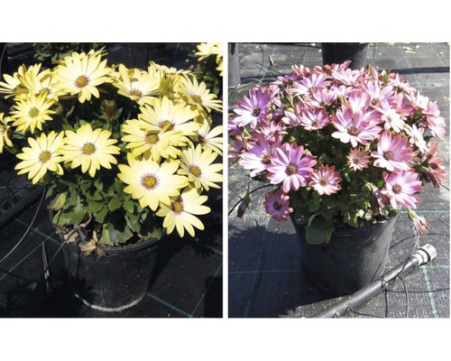 Cape mand FloraSelf Osteospermum H 40-60 Ø 18 cm