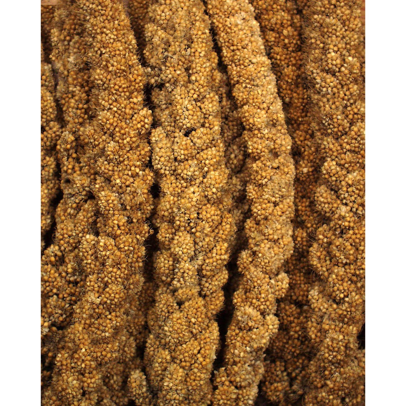 JR Farm gelbe Kolbenhirse 1,5 kg
