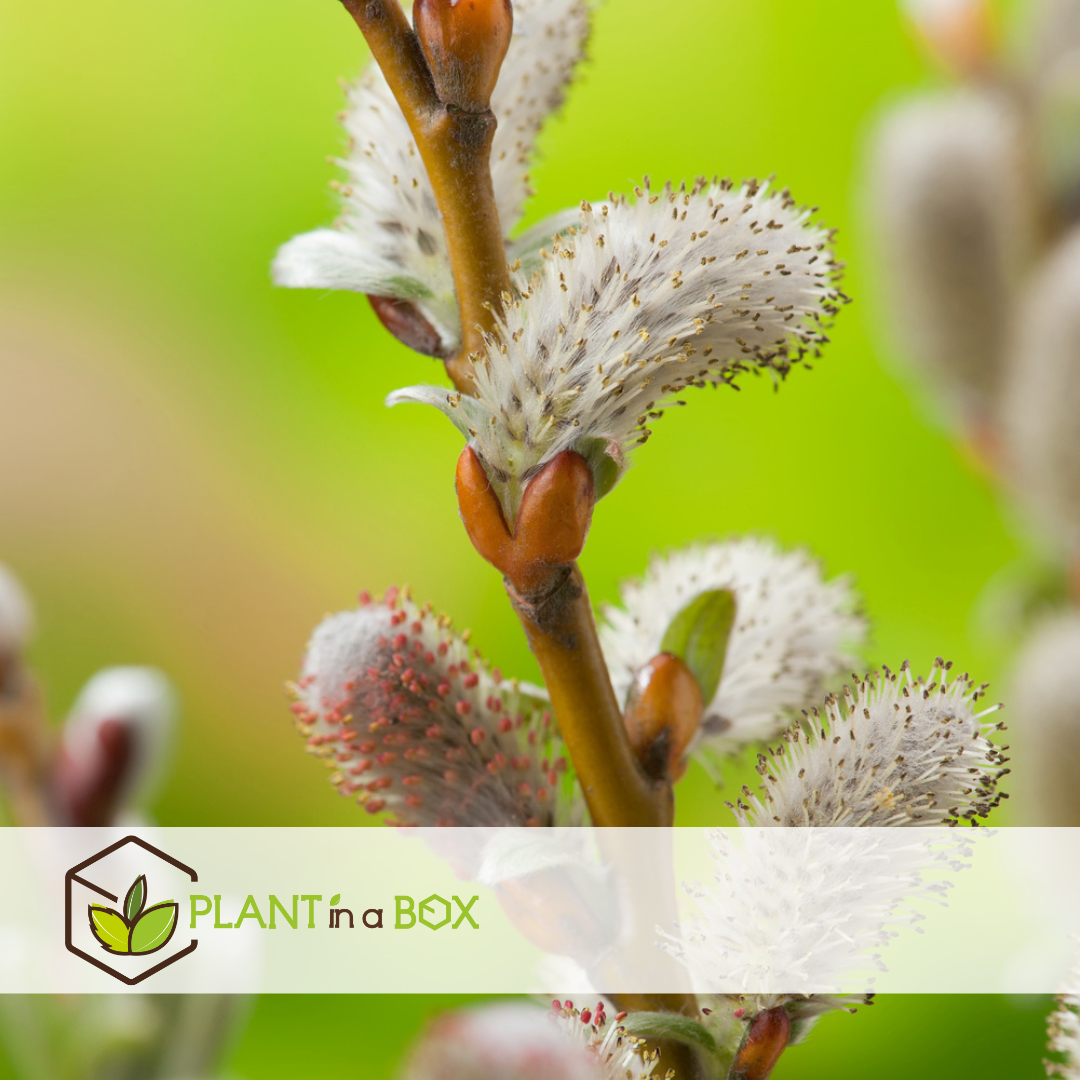Salix helvetica - saule nain - arbre - ⌀19 cm - hauteur 80-90 cm
