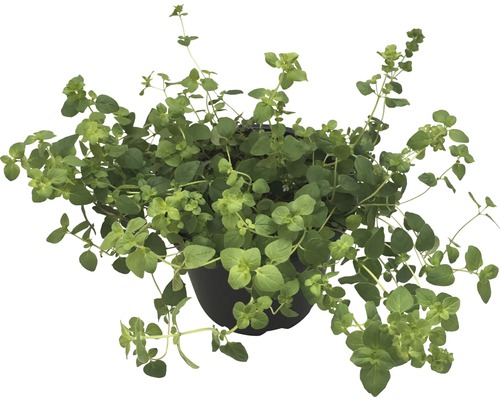 Biologische Oregano FloraSelf Organic Origanum vulgare Ø 12 cm pot