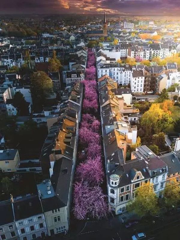 Ravensburger - Blühendes Bonn - Legpuzzel - 1500 stukjes - 80 x 60 cm