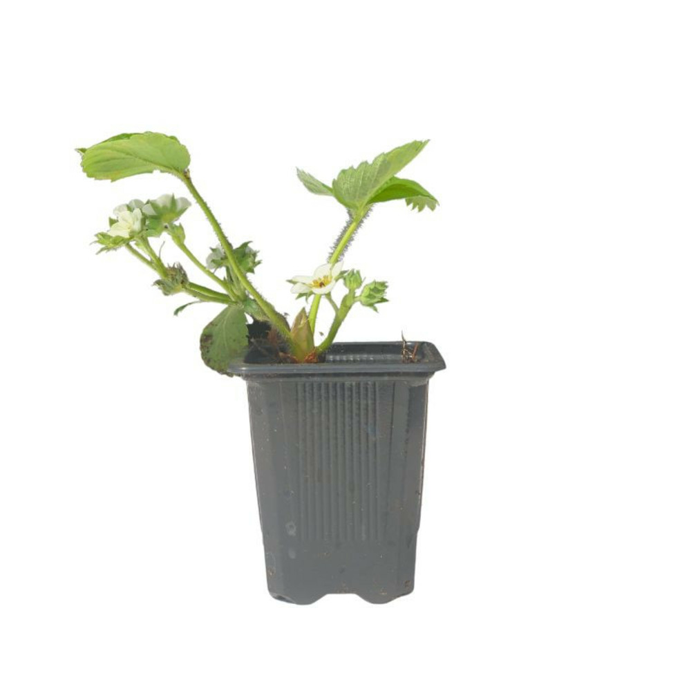 6 plants fraisiers gento nova motte 7 cm