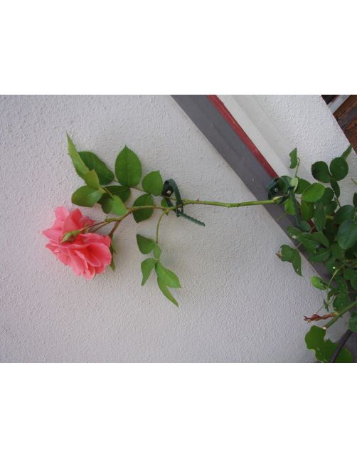 Nature Klimplantgeleiders - Klim-En Geleide Artikel - 0.5x1x14.5 cm Groen 6 stuks