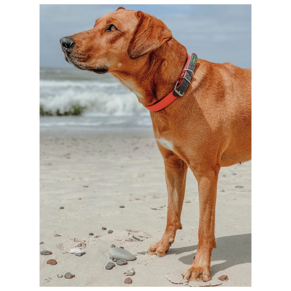 Hunter - Convenience Comfort - Collier pour chien