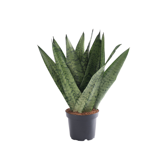 Sanseveria Zeylanica Fan - pot D12cm