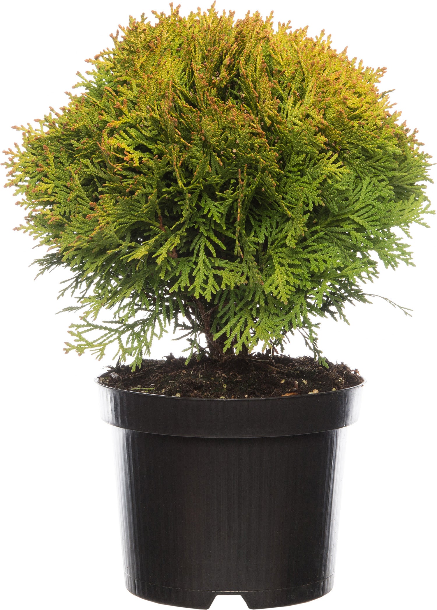 Levensboom (Thuja occidentalis 'Mirjam') D 17 H 15 cm