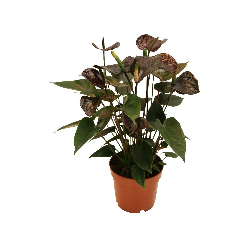 Anthurium andreanum 