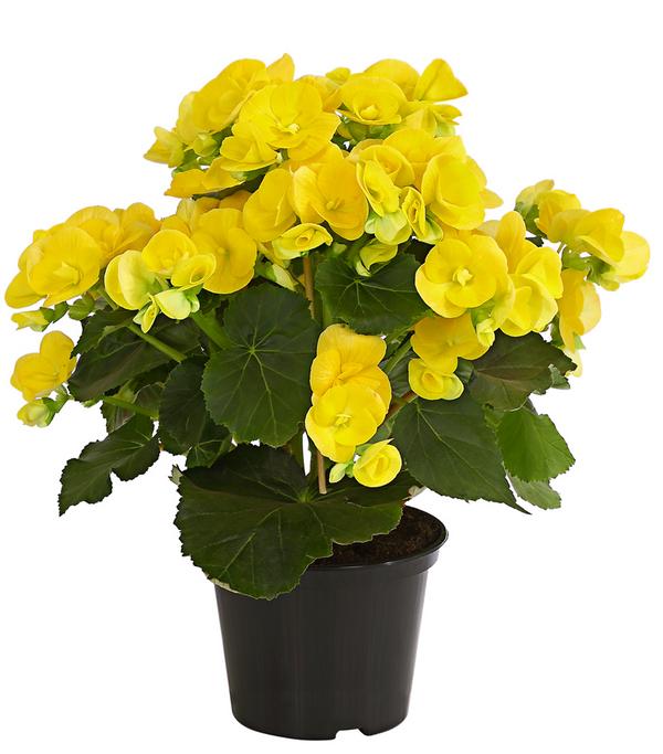 Elatior-Begonie - Begonia elatior