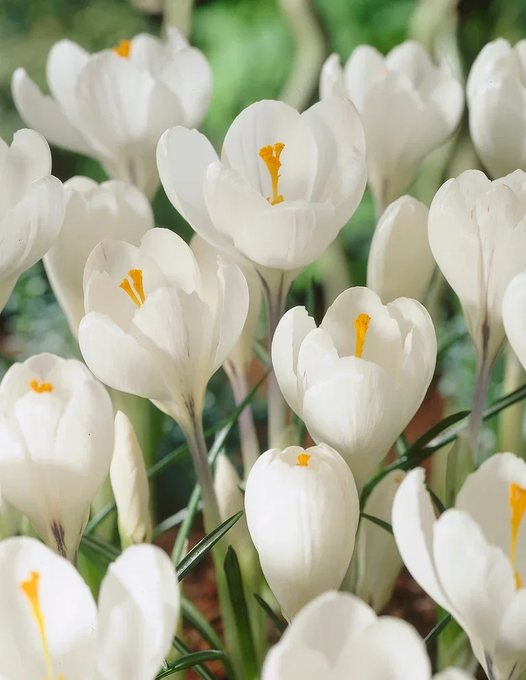 Crocus vernus 'Jeanne d'Arc' Vårkrokus 'Jeanne D'Arc'