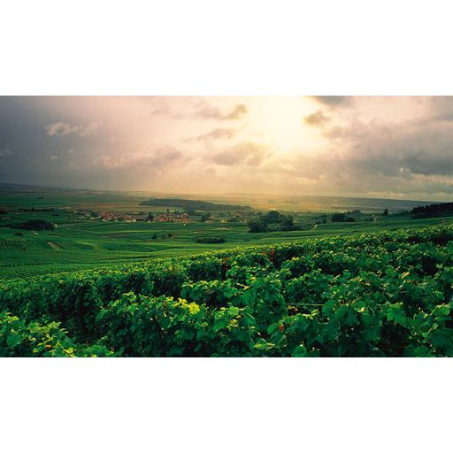 New Mags Champagne Wine Of Kings And the King of Wines