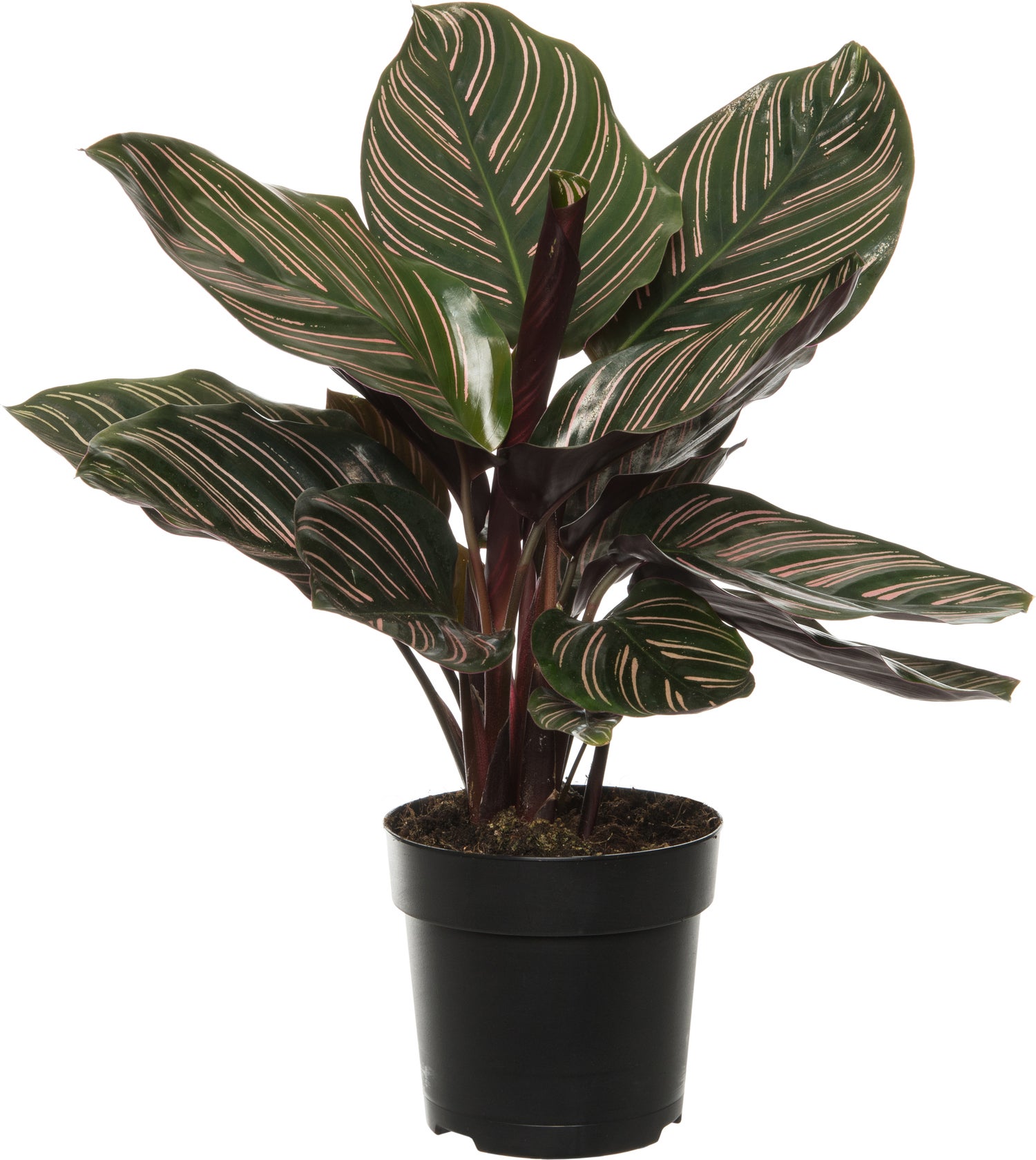 Calathea (Calathea sanderiana 'Ornata') D 11 H 30 cm