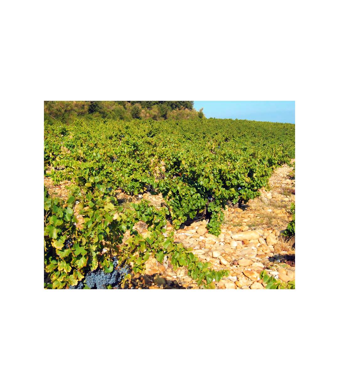 Assortiment de 6 bouteilles de châteauneuf-du-pape livré à domicile - SMARTBOX - Coffret Cadeau Gastronomie