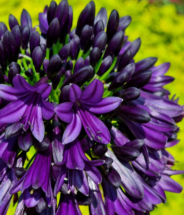 Schmucklilie 'Black Jack', Landlust Kollektion