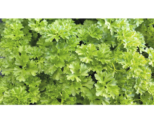 Krulpeterselie 'Afrodite' FloraSelf 6-pack
