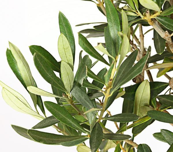Olive, Busch